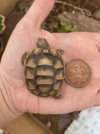 Image 7 of Marginated tortoise 2024 hatchlings for sale