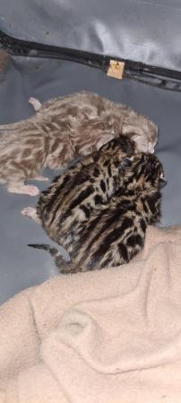 Image 4 of HEAVY DISCOUNTED PURE BENGAL KITTENS