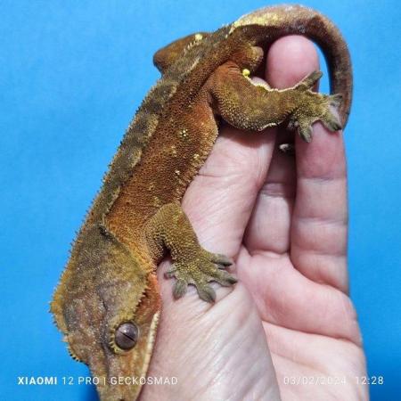 Image 3 of Brick red with portals male crested gecko