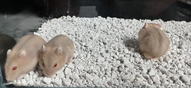 Image 31 of Baby Campbell's Hamsters