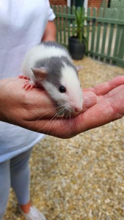 Image 4 of Dumbo Rat only one baby left