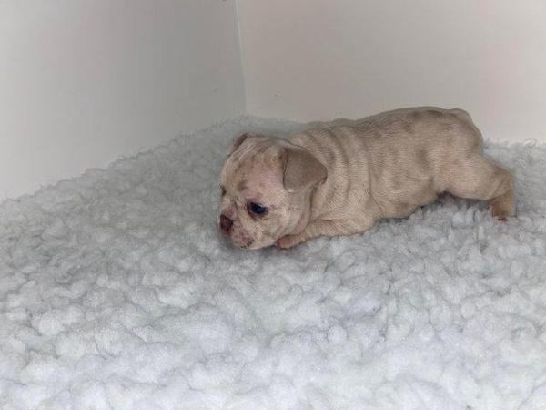 Image 6 of REDUCED ready to leave now Quality French Bulldog Puppies