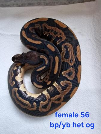 Image 3 of Various royal pythons all ready now