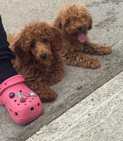 Image 7 of QUALITY KC REGISTERED RED TOY POODLE PUPPIES