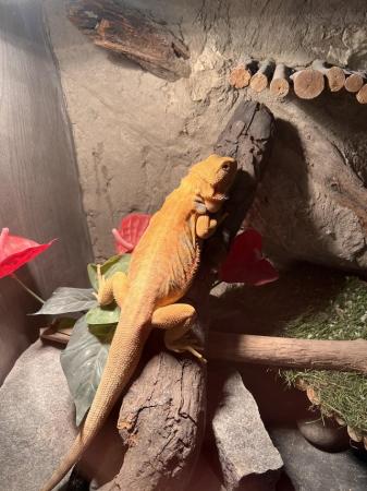 Image 2 of Male bearded dragon for sale!!!