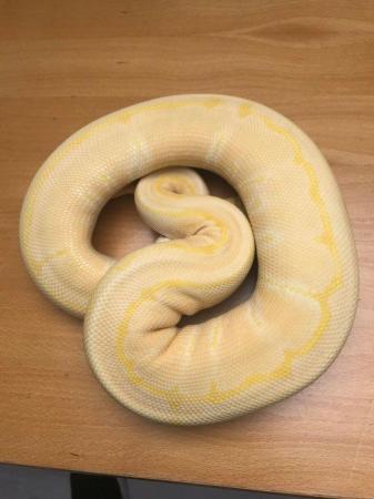 Image 3 of Royal pythons for sale (re-homing)