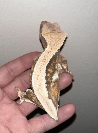 Image 2 of Female lilly white crested gecko available