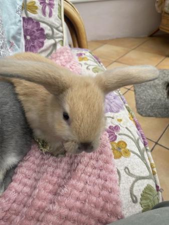 Image 1 of Indoor raised mini lops