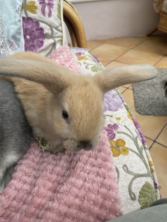 Preview of the first image of Indoor raised mini lops.