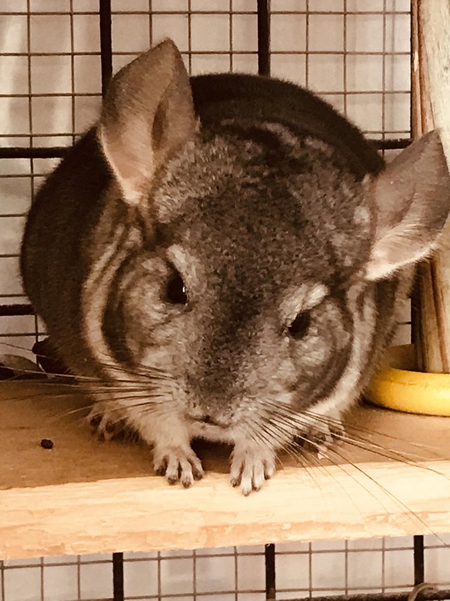 Preview of the first image of Chinchilla males for sale.