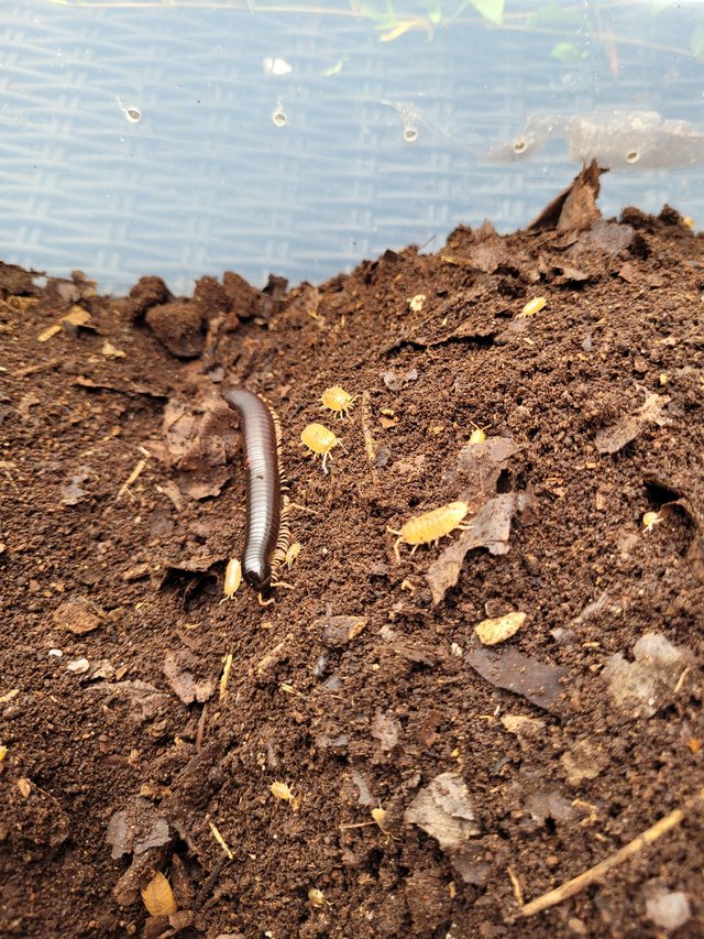Preview of the first image of One  pink footed and on african  giant millipedes.