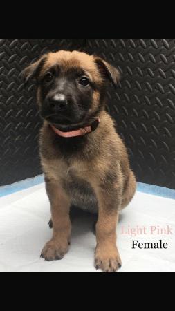 Image 4 of Pure breed Malinois puppies. READY TO LEAVE JUNE1ST