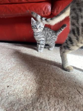 Image 4 of Bengal x savanna kittens for sale