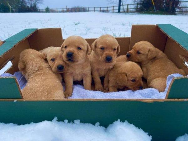 Image 2 of OUTSTANDING LITTER OF FOX RED AND YELLOW LABRADOR PUPPIES
