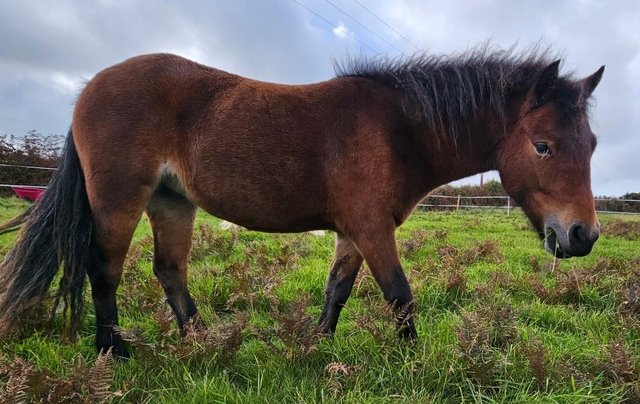 Image 1 of Beautiful Dartmoor Hill Pony.