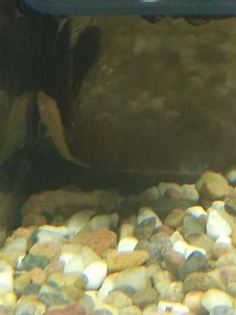 Image 5 of Bristlenose pleco catfish babies