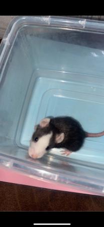 Image 4 of Young fancy rats Preston