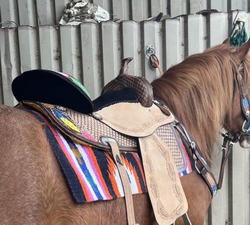 Image 3 of Western saddle and tack