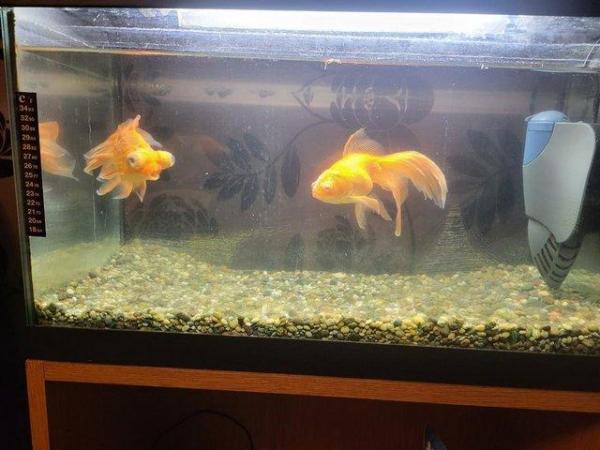 Image 1 of Aquarium with 2 Goldfish and all extras