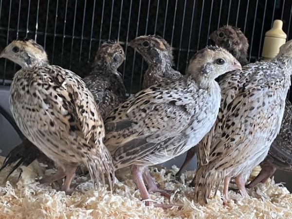 Image 2 of Bobwhite quail chicks for sale. Wrexham