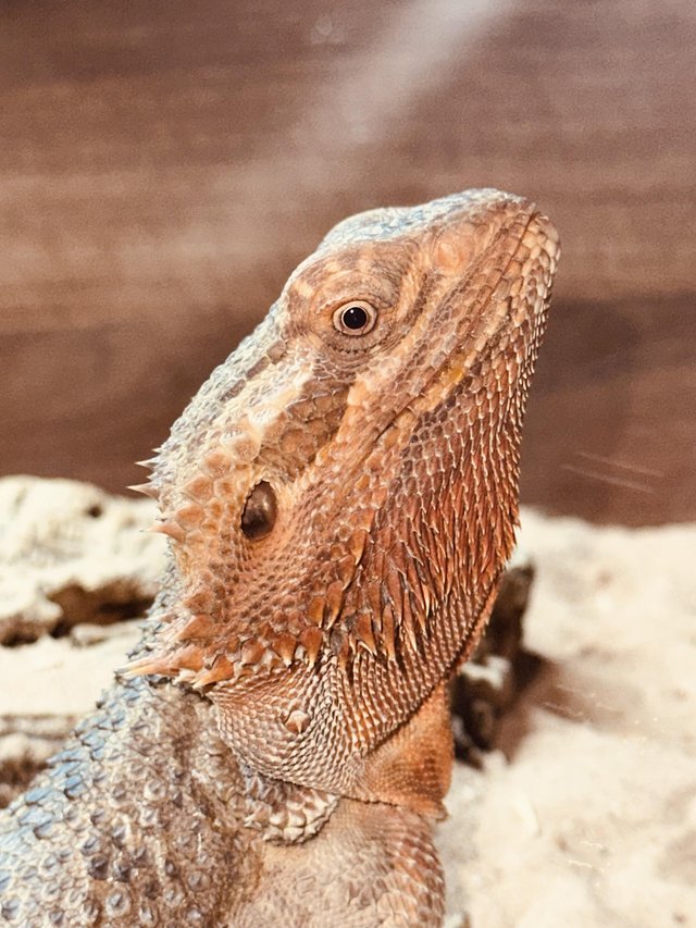 Preview of the first image of Bearded Dragon + full set up.
