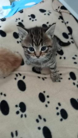 Image 3 of Beautiful tabby and ginger male left