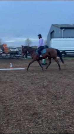 Image 1 of TB mare for sale 16.1hh