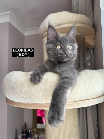 Image 26 of MAINECOON KITTENS - SUPREME CHAMPION BLOODLINE
