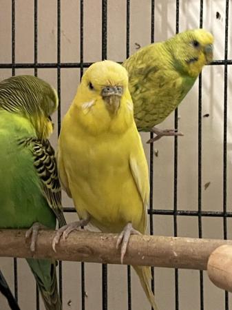 Image 12 of Young budgies for sale mixed colours