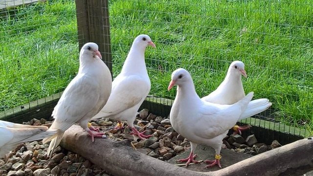 Image 1 of Pure and Best Quality White Doves. READY NOW.