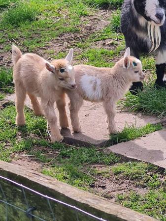 Image 2 of Pygmy goat kids, boys and girls