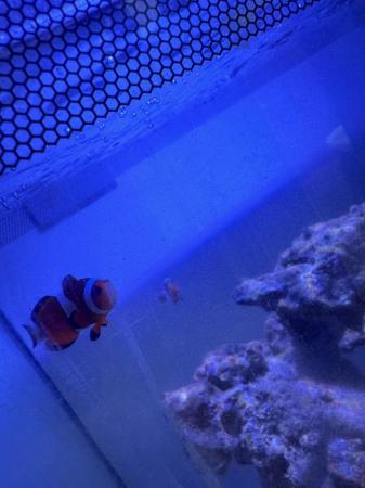 Image 2 of Blue Regal Tang & 2 Clown Fish (Small)