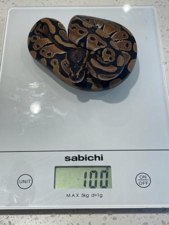Image 4 of Hatched Early aug 2023 ball python baby for good home