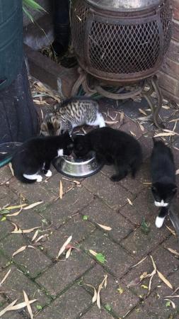 Image 3 of 9 week old kittens need loving new homes