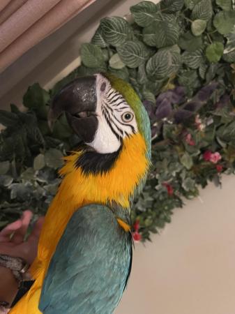 Image 3 of RESERVED Male Tame And Talking Blue And Gold Macaw