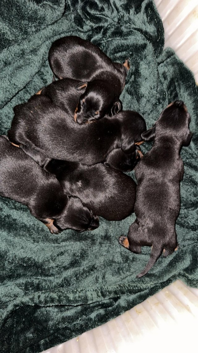Preview of the first image of Beautiful miniature dachshund.
