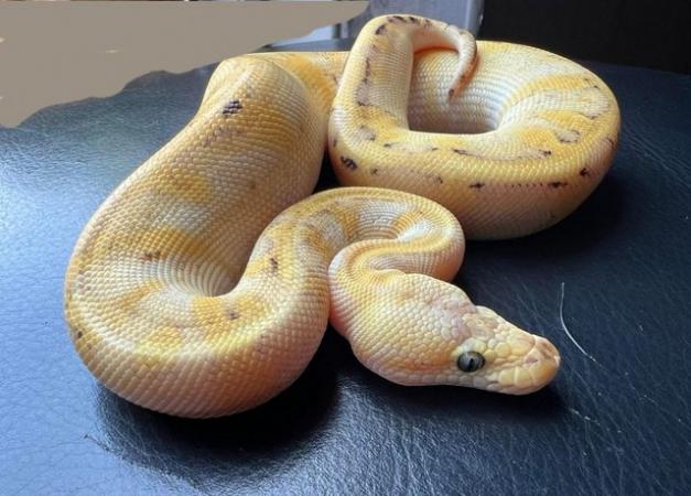 Image 2 of Firefly champagne female ball python royal