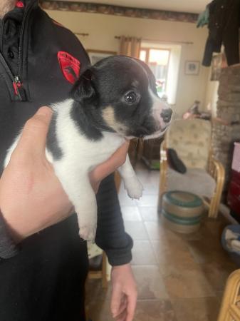 Image 13 of Adorable Miniature Jack Russell Puppy