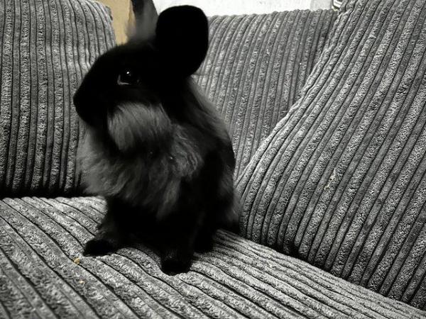 Image 2 of 6 month old male lion head rabbit grey and black