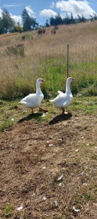 Image 1 of 4 pure breed embden goose hatching eggs