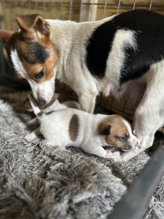 Image 1 of Traditional miniature short legged jackrussel pups
