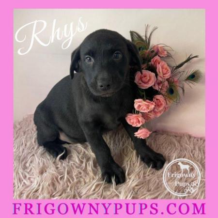 Image 12 of Top Quality Classic Black Labrador Puppies
