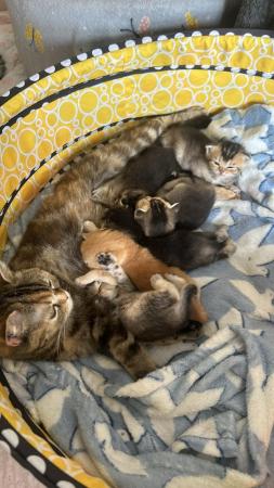 Image 6 of Scottish straight pedigree kittens
