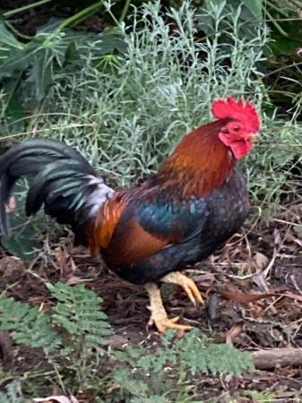 Image 2 of Canary hen or two wanted for pets….