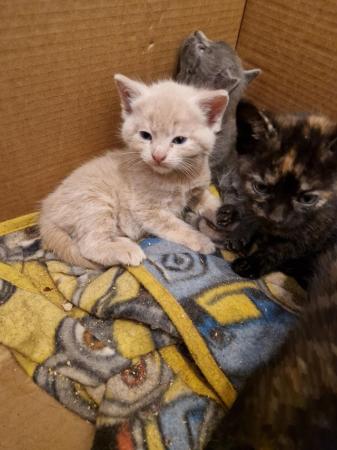 Image 19 of Mixed litter of kittens