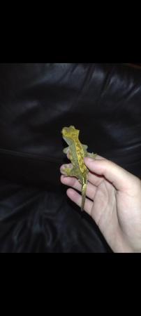 Image 2 of 4 year old male crested gecko with full set up