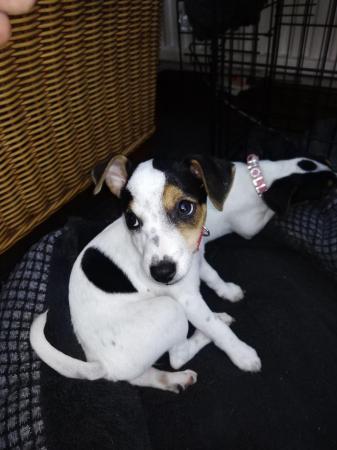 Image 1 of Adorable ?? 9 weeks old jack Russell girl