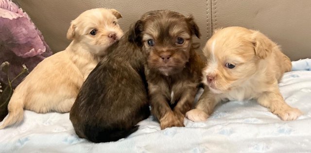 Image 7 of Rare Toy Mi-ki puppies available