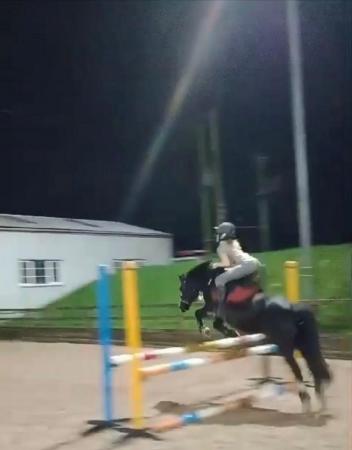 Image 1 of 12.2 section C gelding - super fun, INC tack and wardrobe