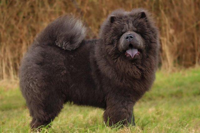 Image 1 of BLUE CHOW CHOW FOR STUD DUTIES